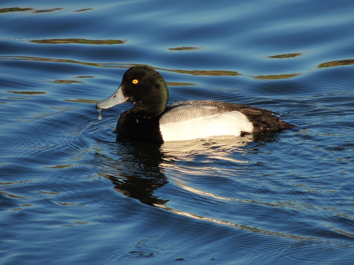 Greater Scaup - ML614560048