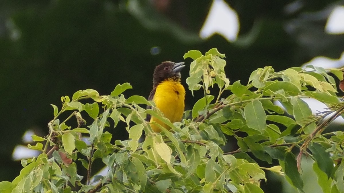 Tejedor Bicolor - ML614560066