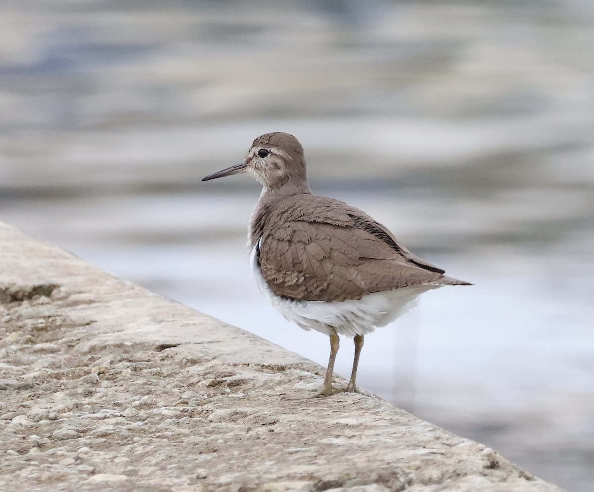 Common Sandpiper - ML614560068