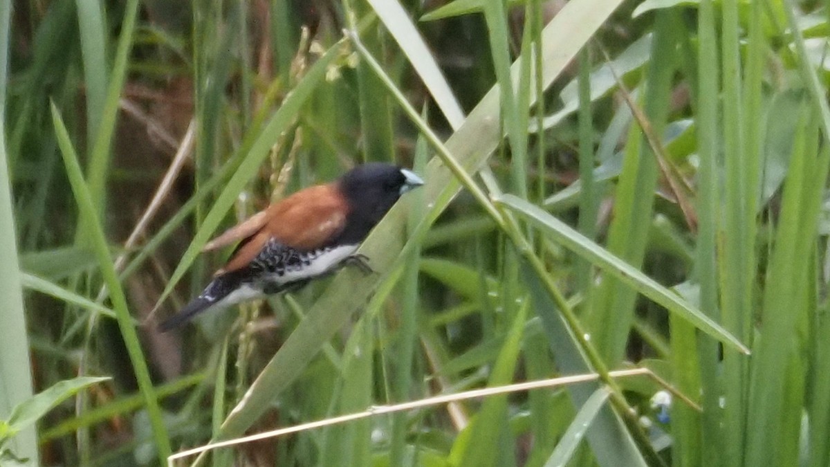 Capuchino Bicolor (nigriceps/woltersi) - ML614560082