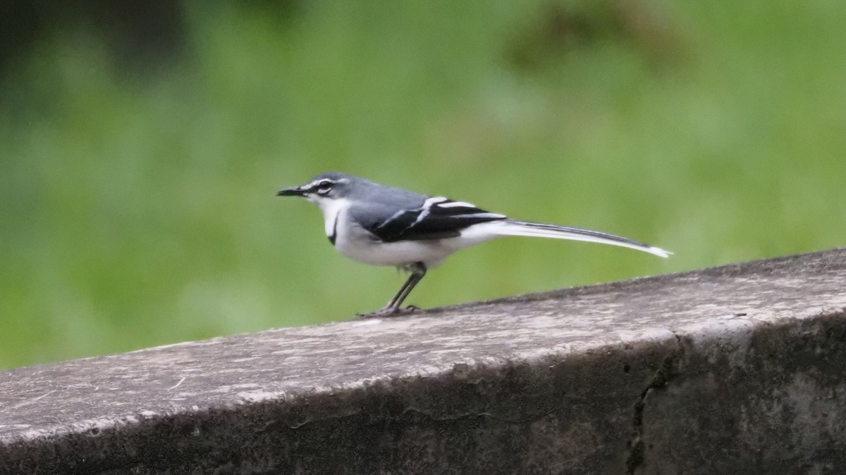 Mountain Wagtail - Bez Bezuidenhout