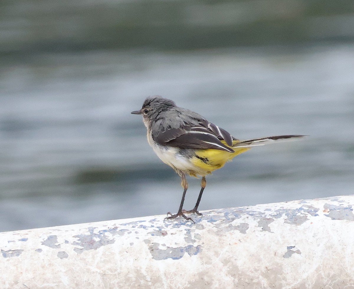 Gray Wagtail - ML614560103