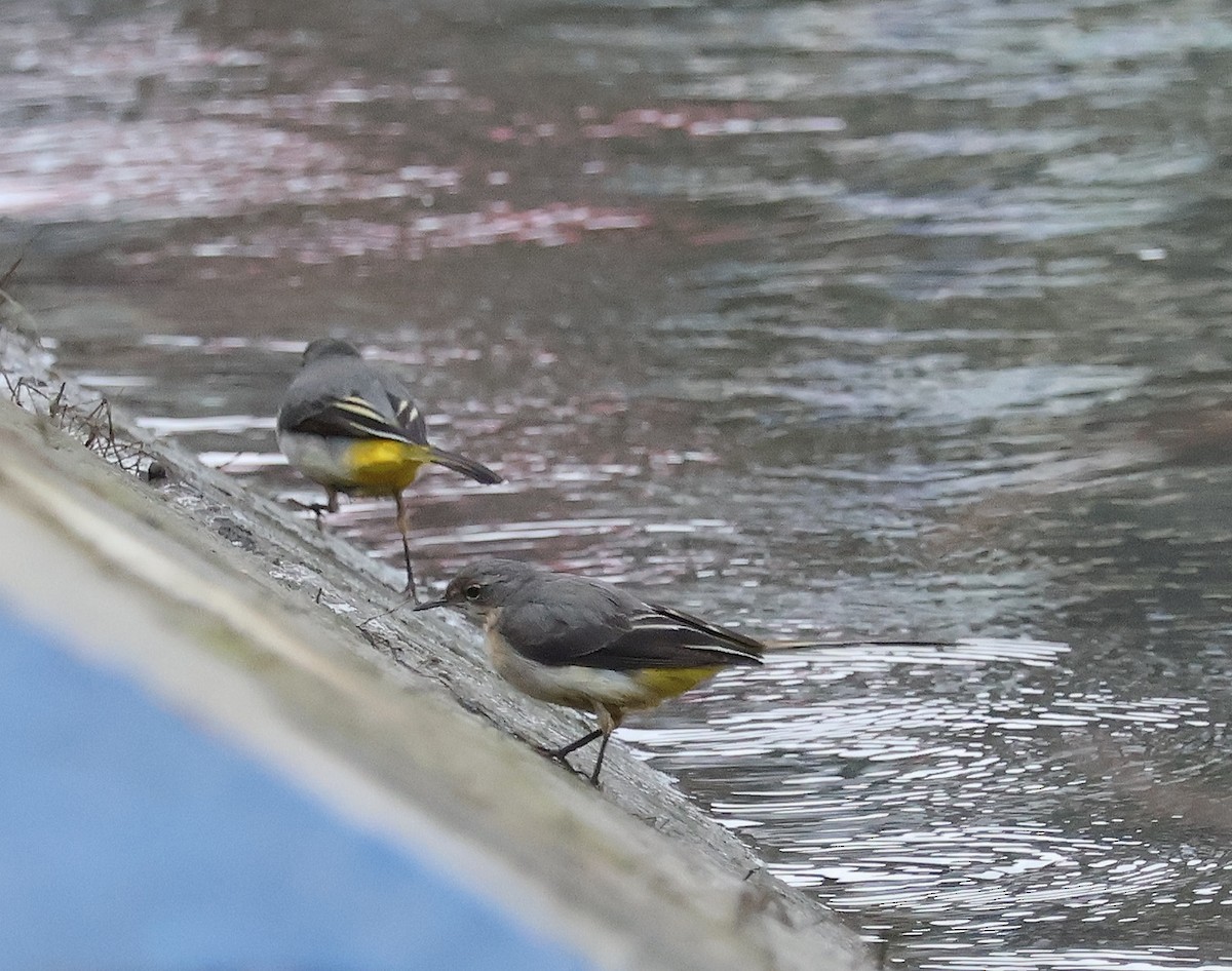 Gray Wagtail - ML614560107