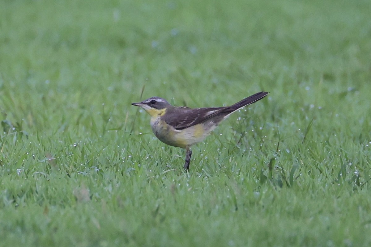 Eastern Yellow Wagtail (Eastern) - Andrew William
