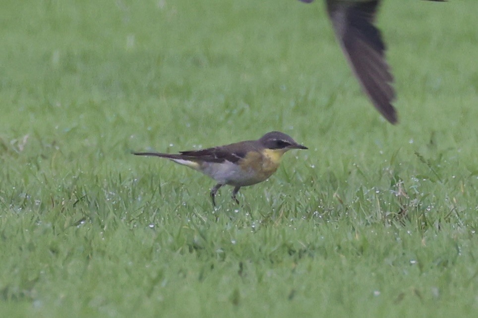 Eastern Yellow Wagtail (Eastern) - Andrew William