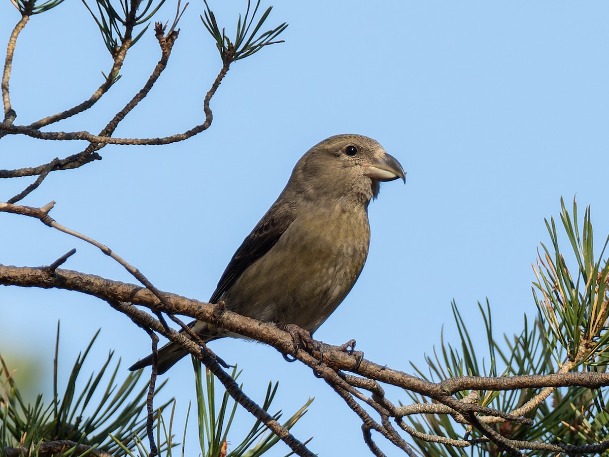 crossbill sp. - ML614560254