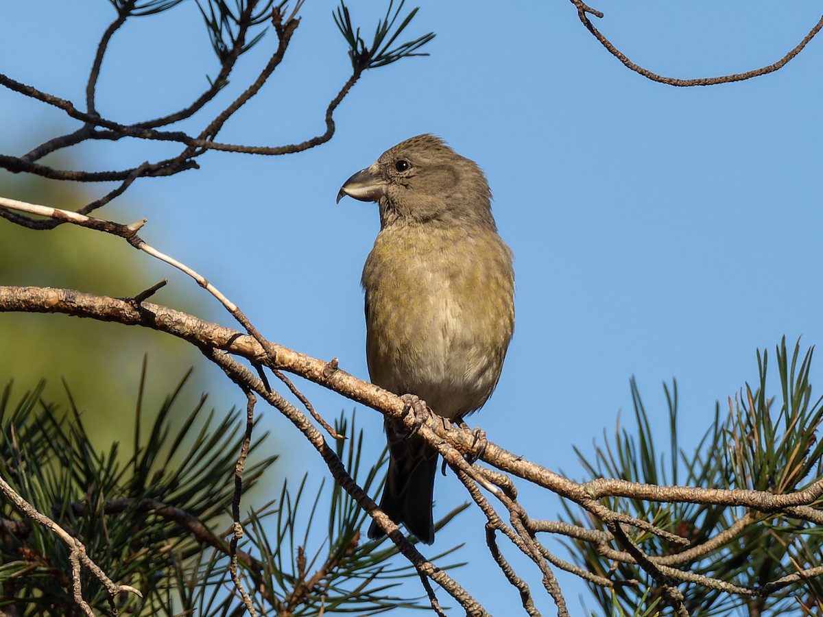 crossbill sp. - ML614560294