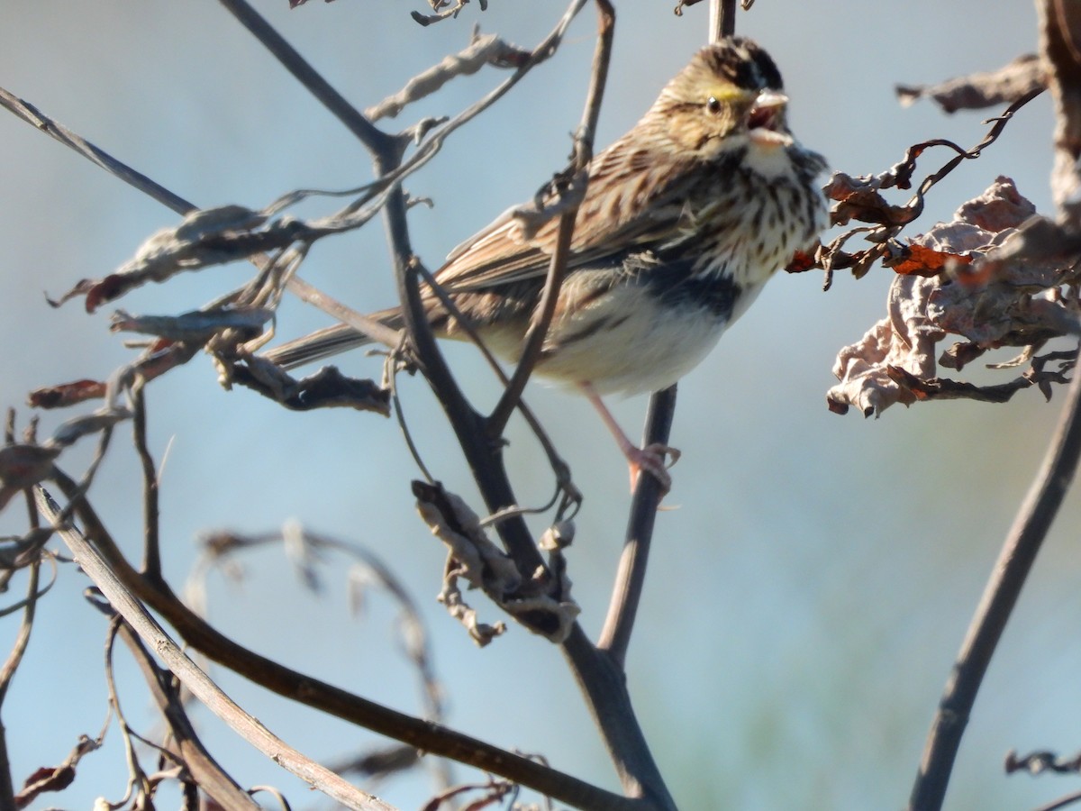 Savannah Sparrow - ML614560313