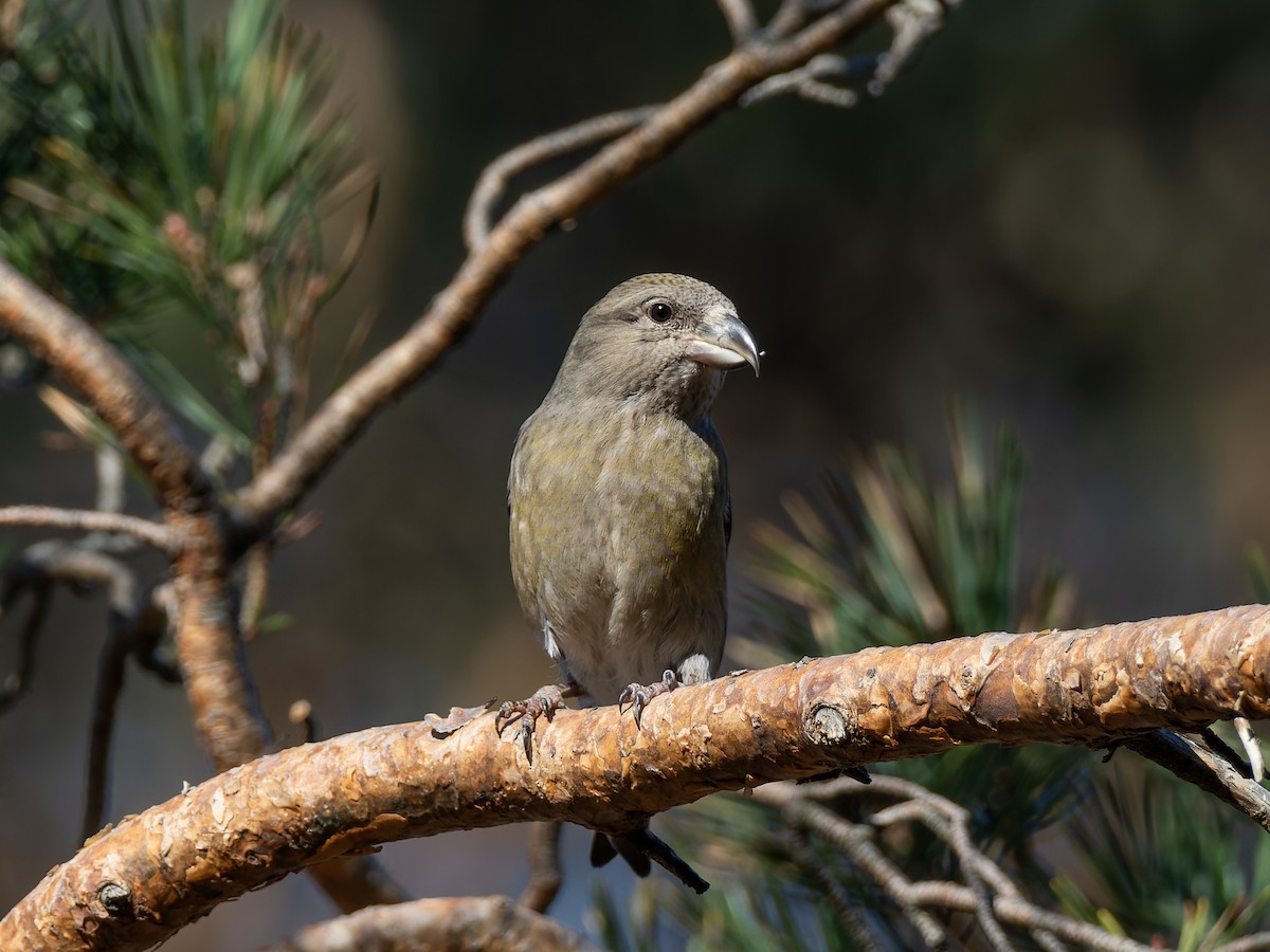 crossbill sp. - ML614560335