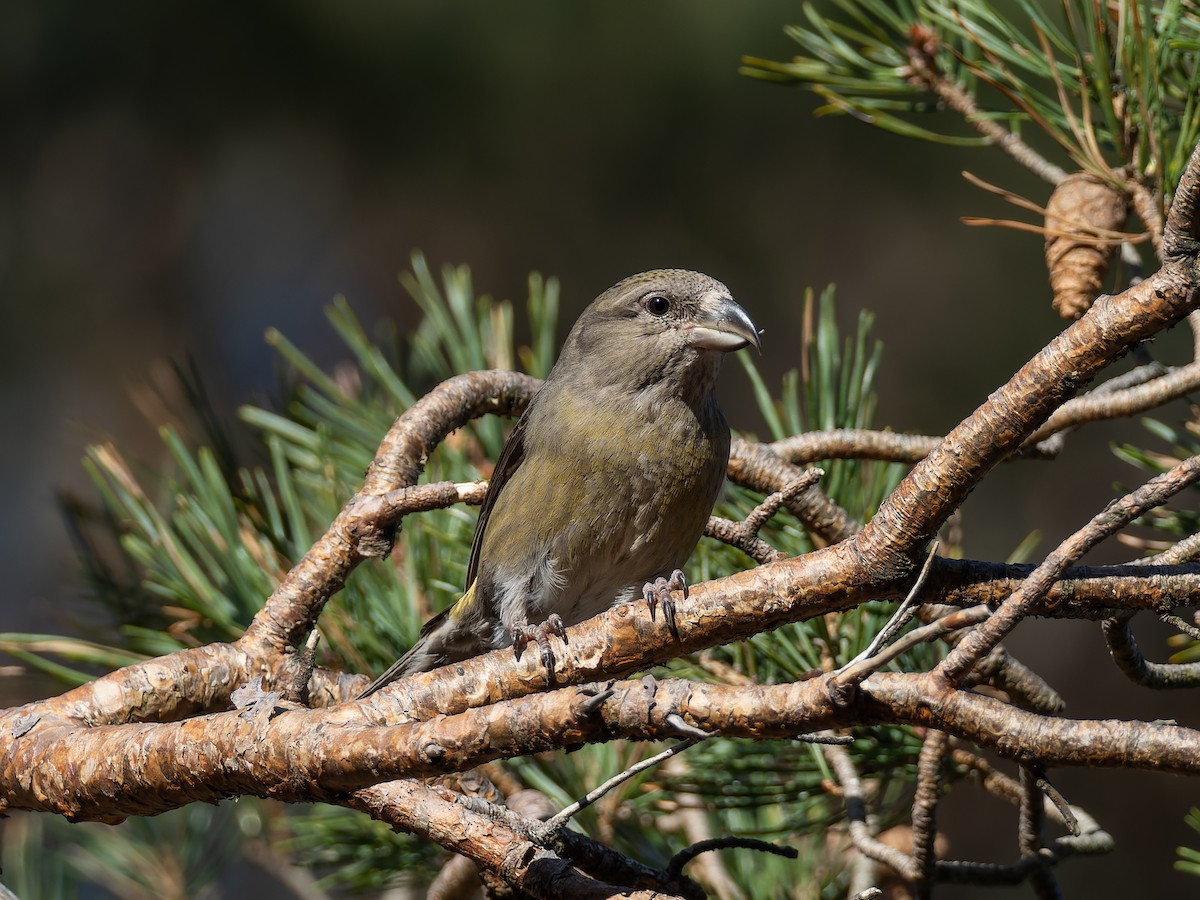 crossbill sp. - ML614560351