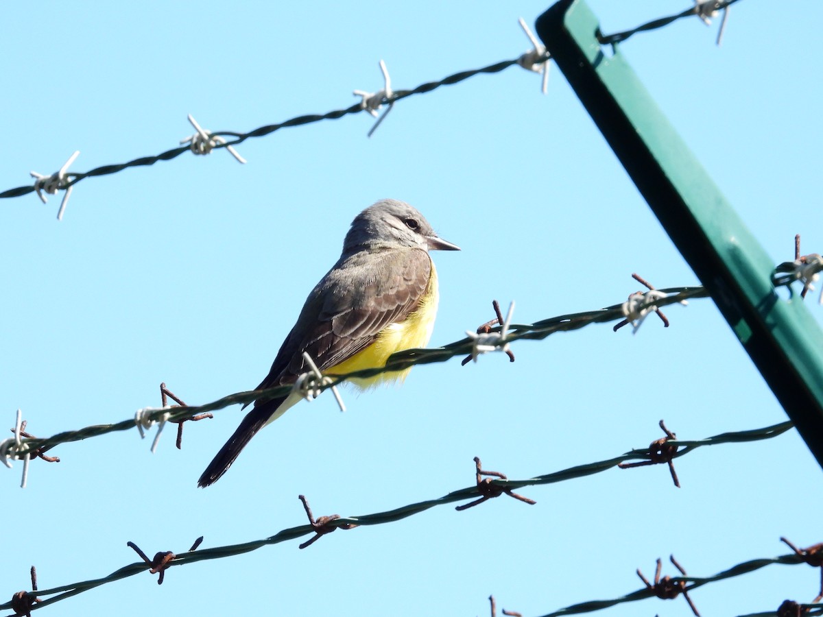 Western Kingbird - ML614560390