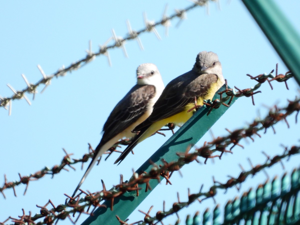 Western Kingbird - ML614560393