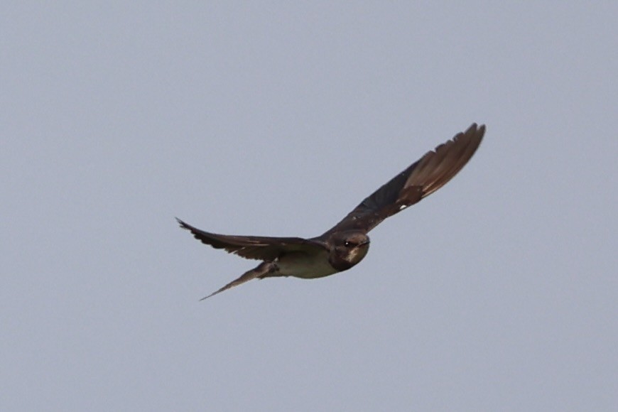 Barn Swallow - ML614560394