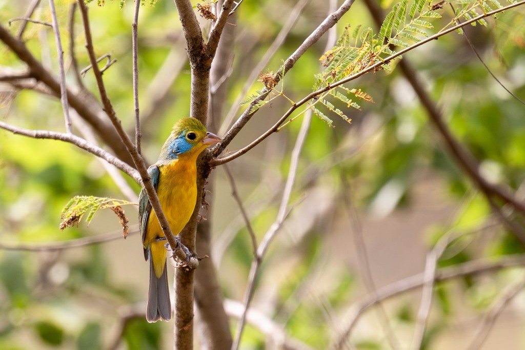 Orange-breasted Bunting - ML614560398