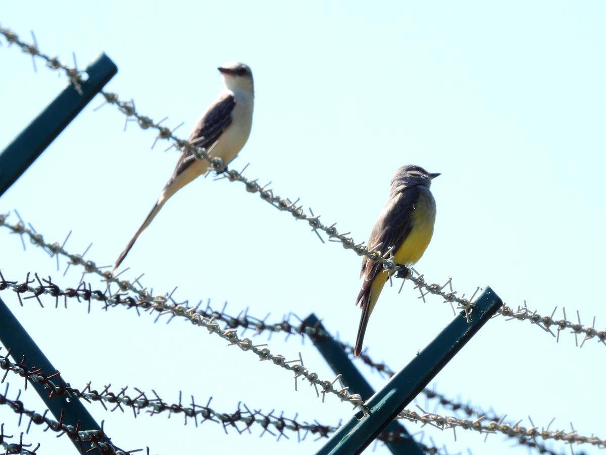 Scissor-tailed Flycatcher - ML614560399