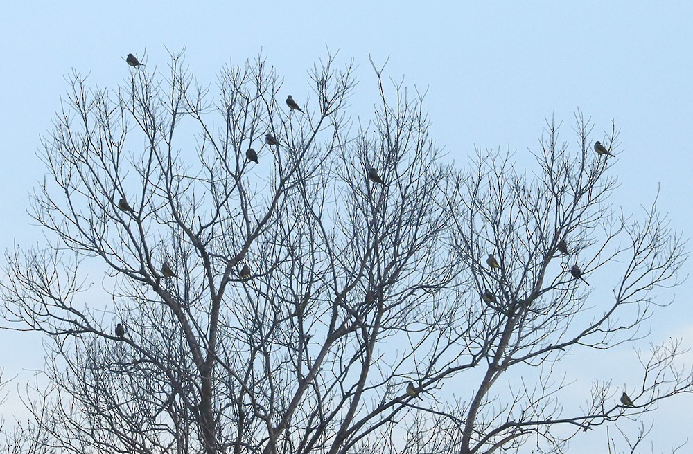 Western Kingbird - ML614560403