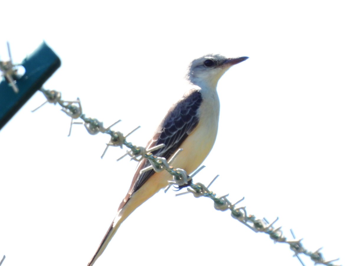 Scissor-tailed Flycatcher - ML614560404