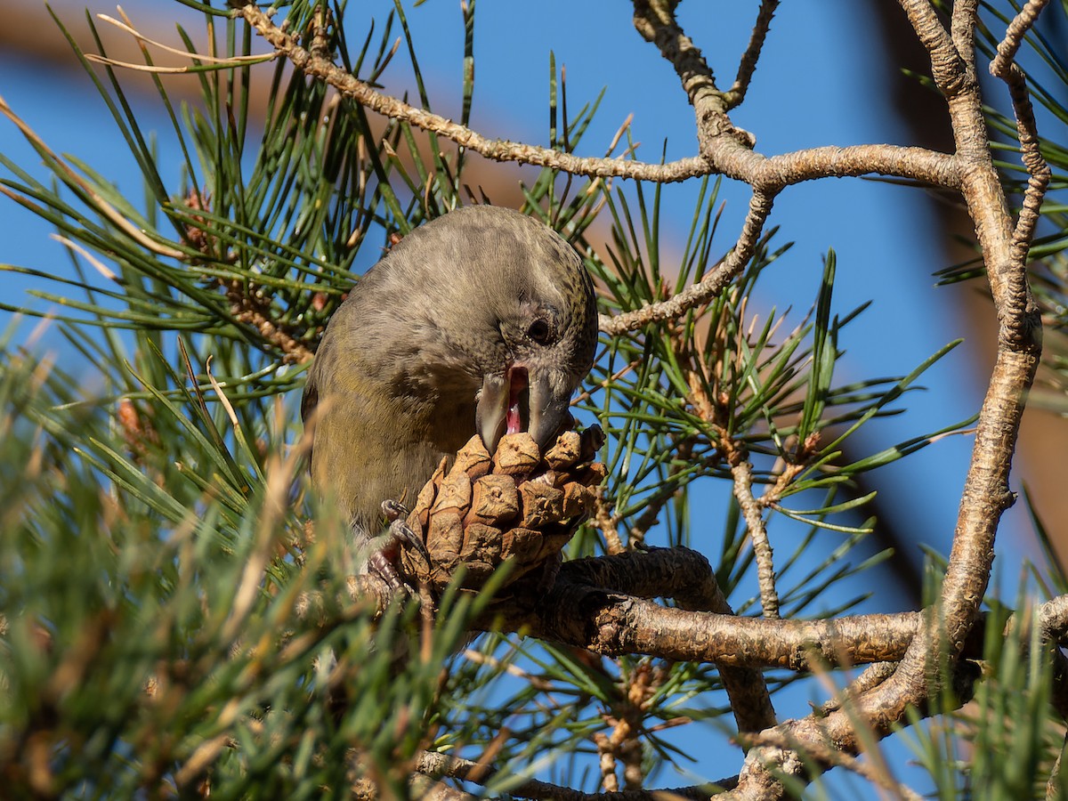 crossbill sp. - ML614560418