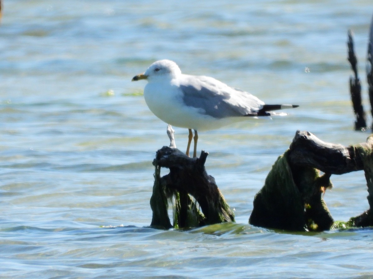 Ring-billed Gull - ML614560433