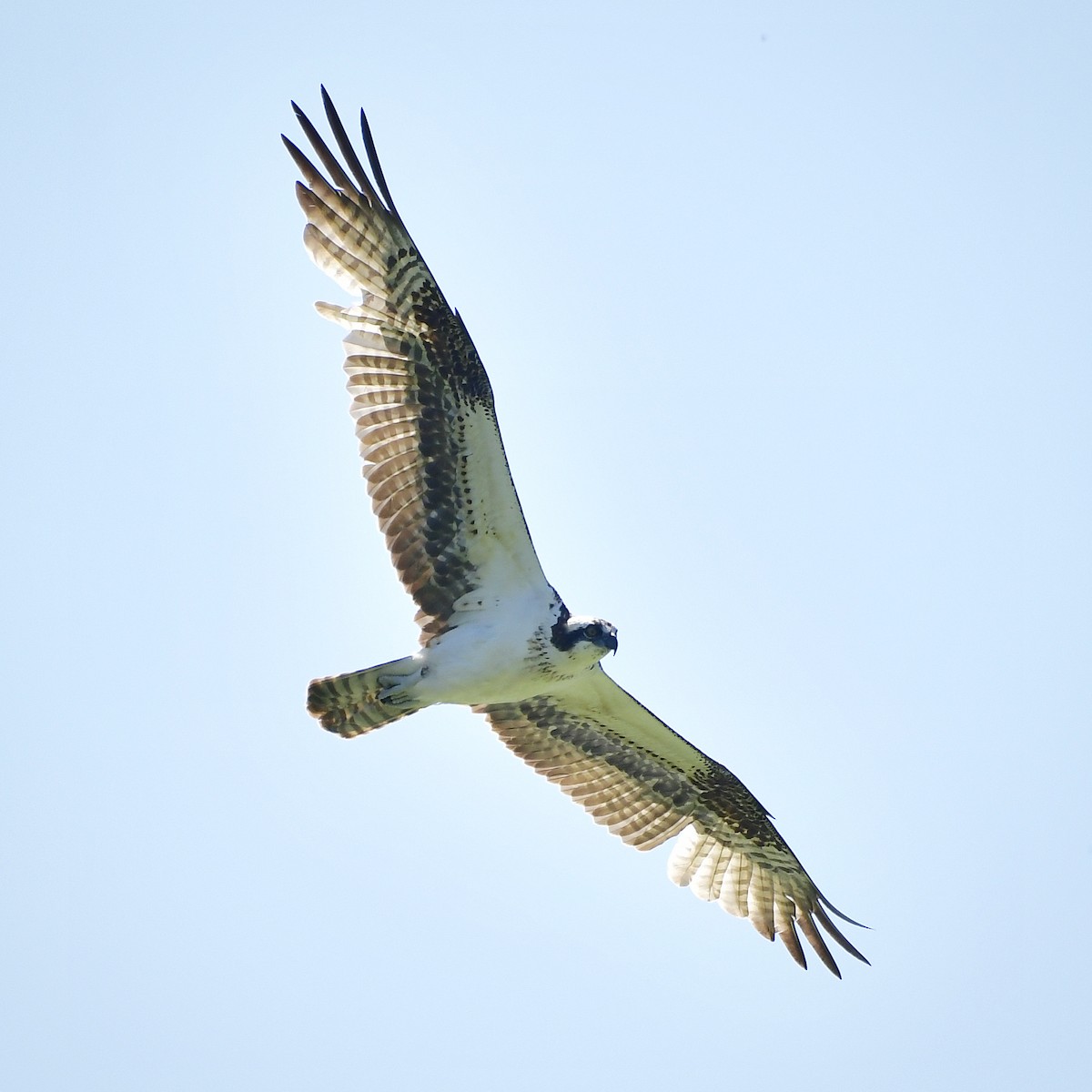 Balbuzard pêcheur - ML614560486