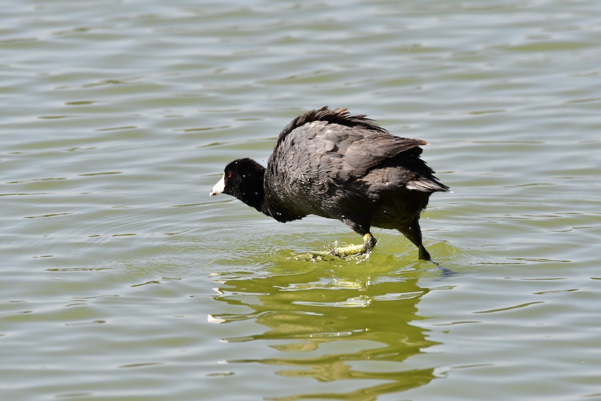 American Coot - ML614560548