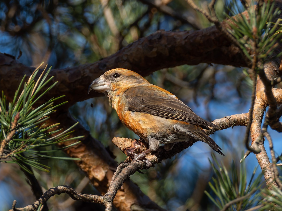 crossbill sp. - ML614560551