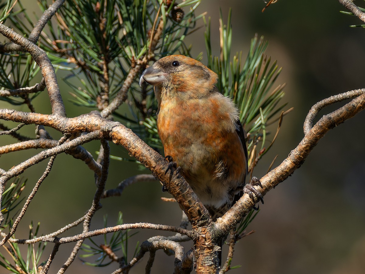 crossbill sp. - ML614560585