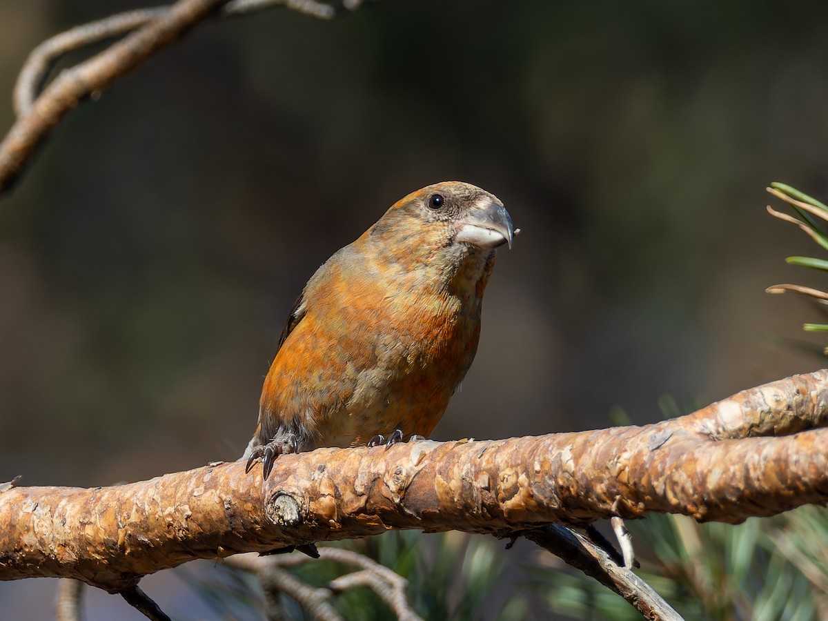 crossbill sp. - Peter Kennerley