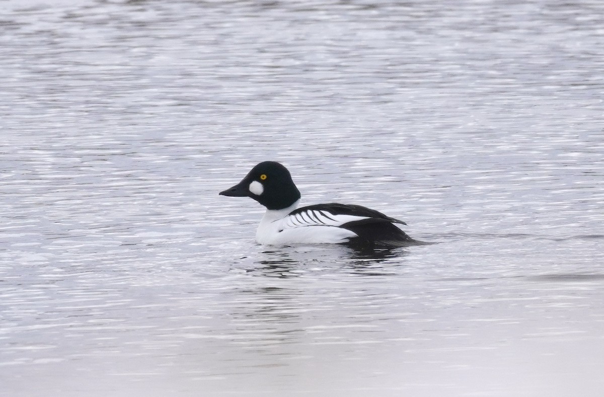 Common Goldeneye - ML614560628