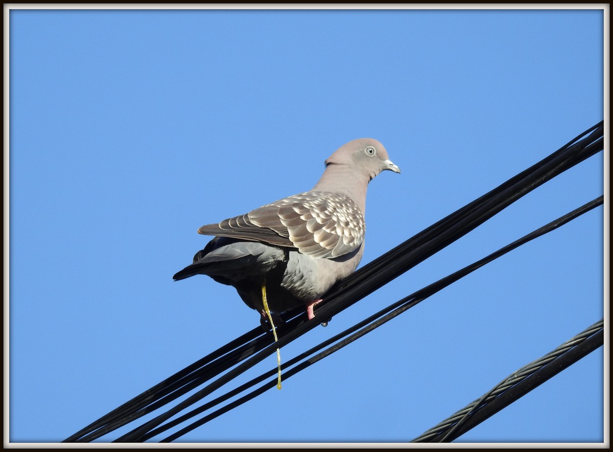 Spot-winged Pigeon - ML614560644