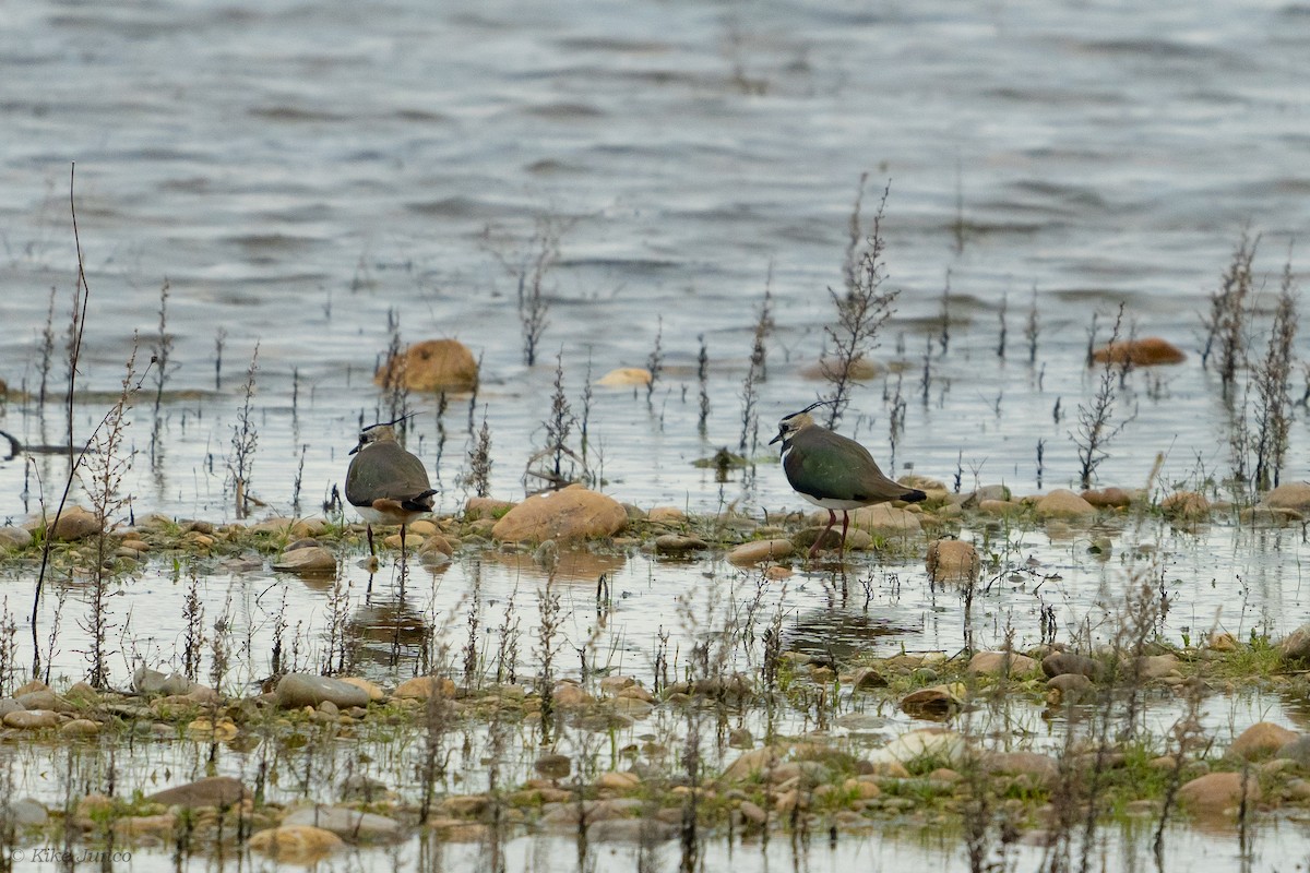 Northern Lapwing - ML614560718