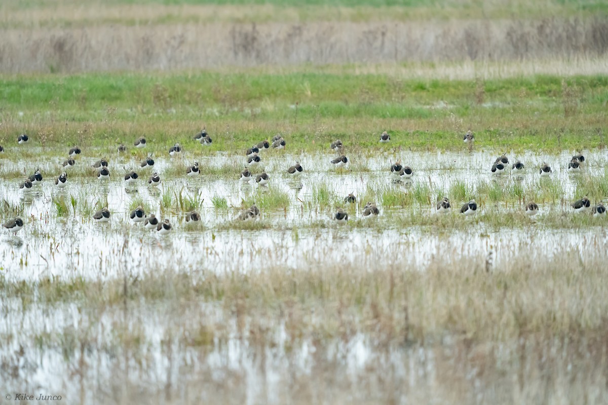 Northern Lapwing - ML614560719