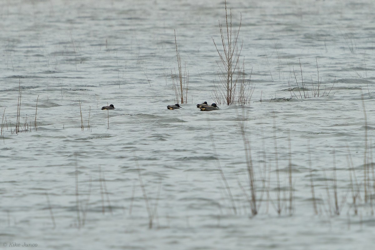 Green-winged Teal - ML614560746