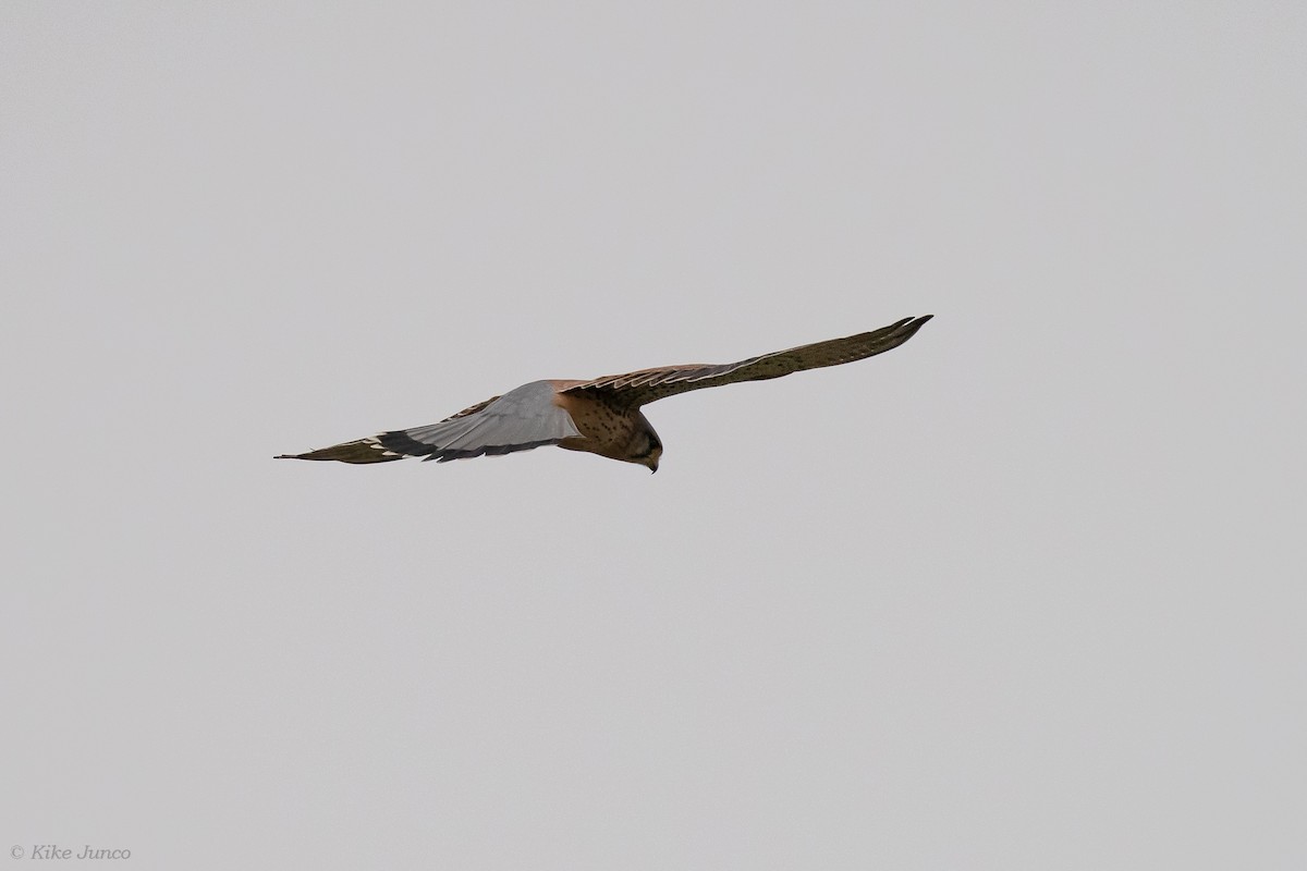 Eurasian Kestrel - ML614560752