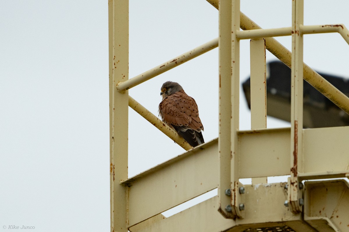 Eurasian Kestrel - ML614560753