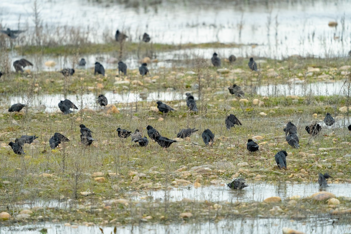 Spotless Starling - ML614560767