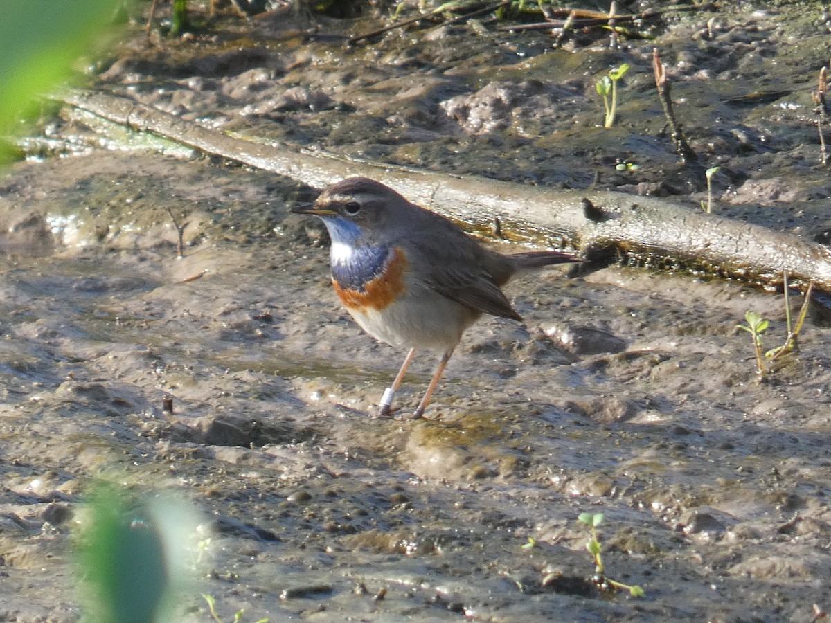 Bluethroat - ML614560818