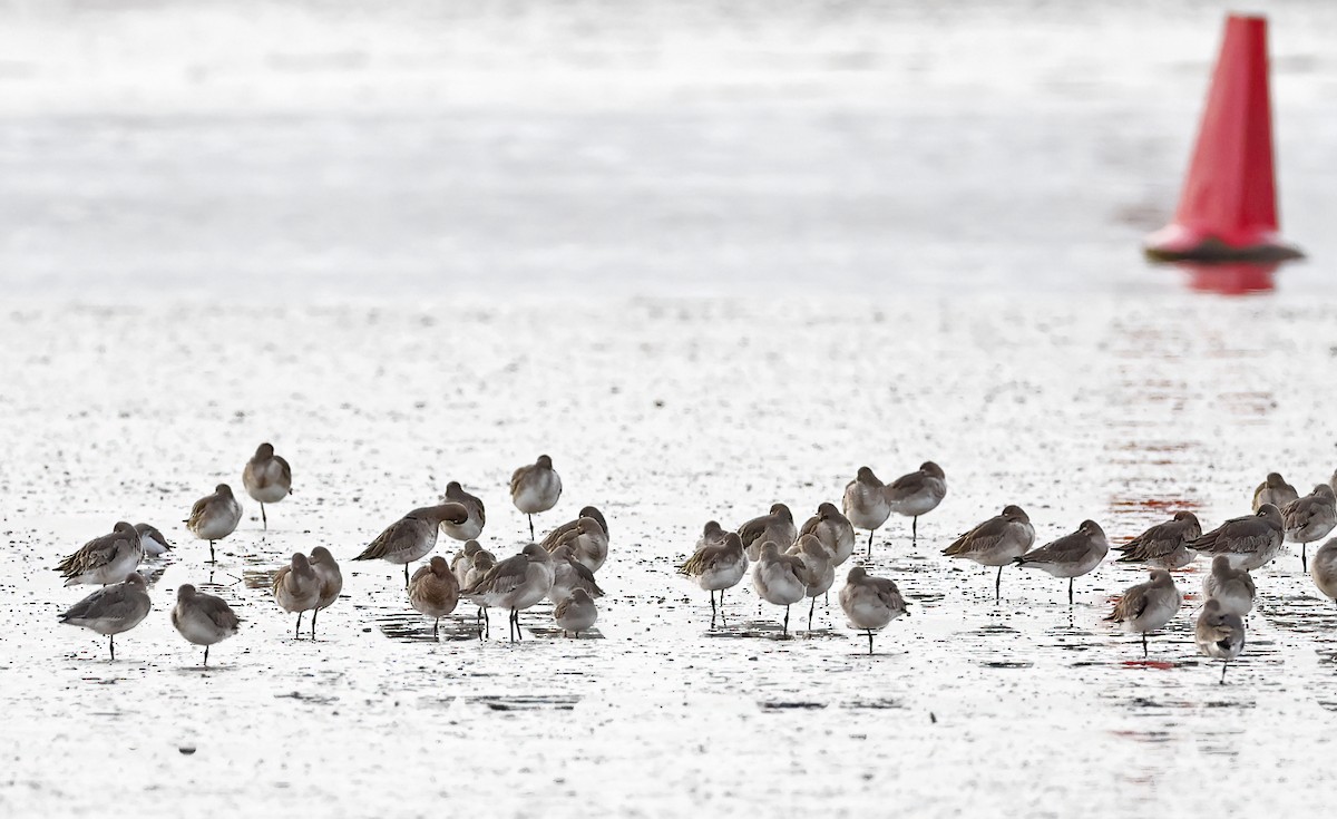 Long-billed Dowitcher - ML614560821