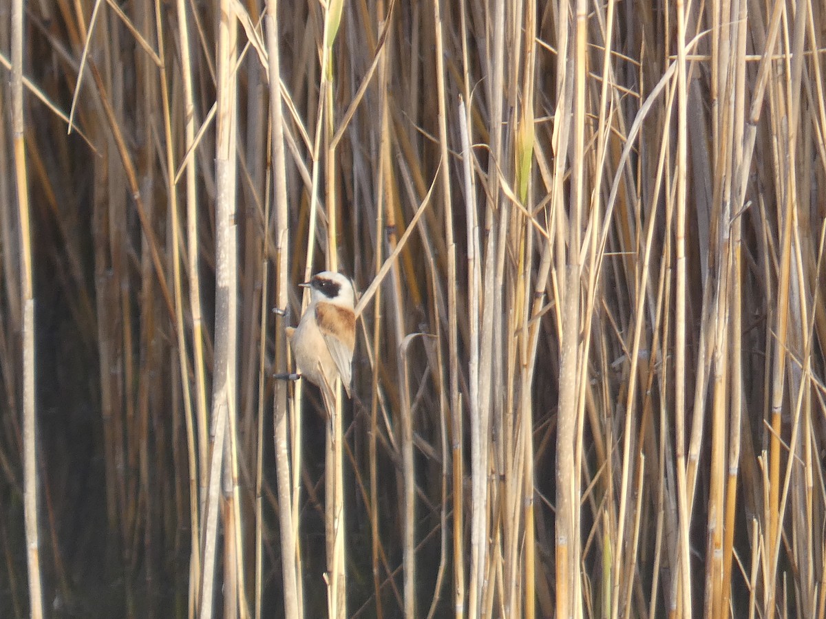 Eurasian Penduline-Tit - ML614560847