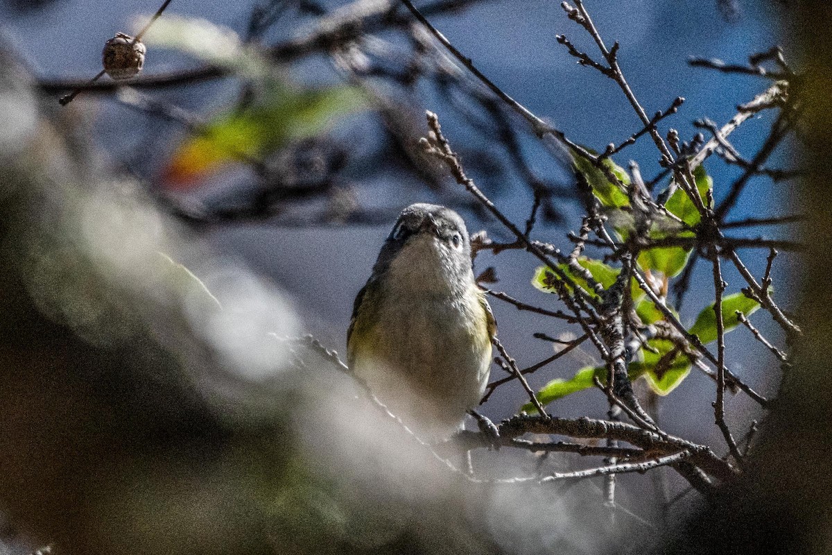 Blue-headed Vireo - ML614560874