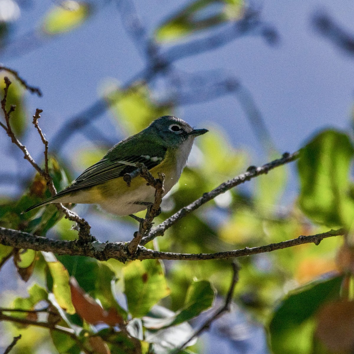 Blue-headed Vireo - ML614560876