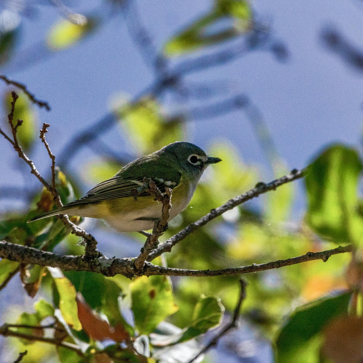 Blue-headed Vireo - ML614560877