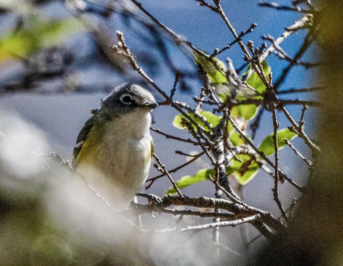 Blue-headed Vireo - ML614560878