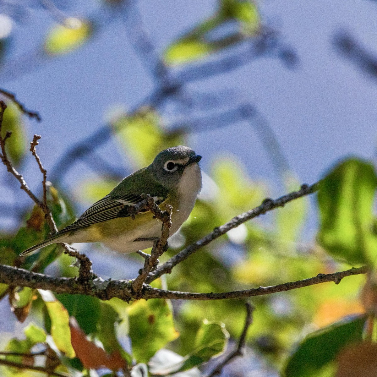 Blue-headed Vireo - Gayle Bachert