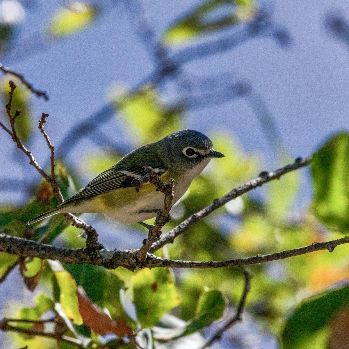 Blue-headed Vireo - ML614560880