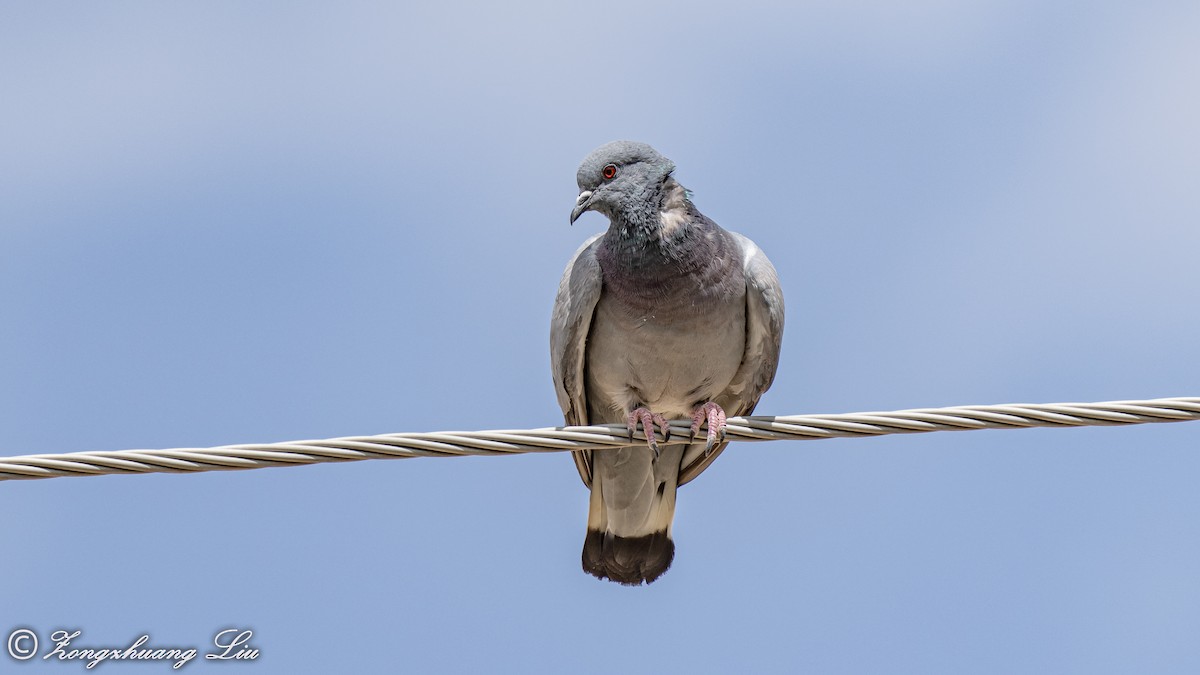 Pigeon des rochers - ML614560896