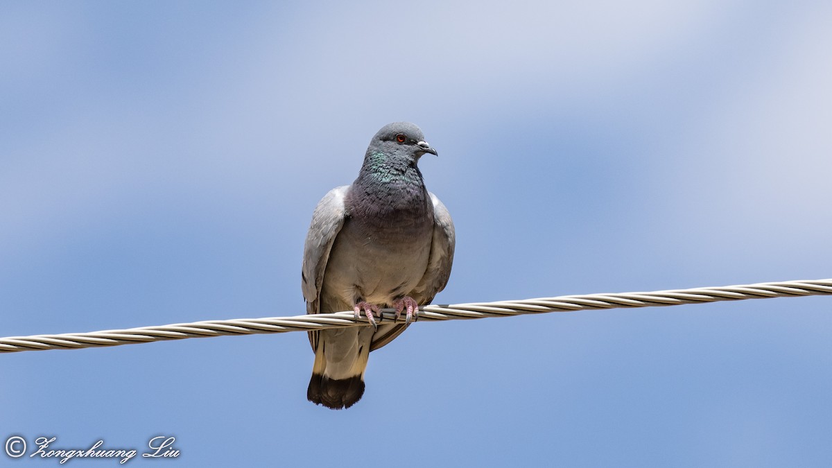 Pigeon des rochers - ML614560897