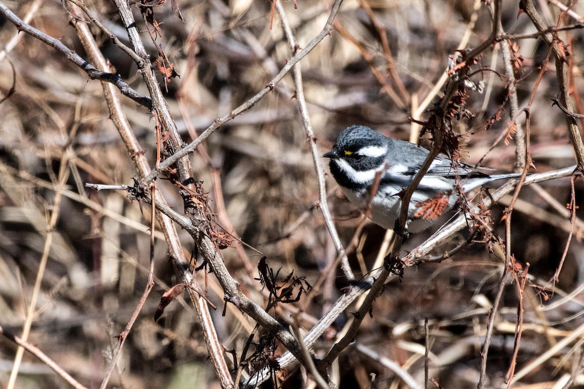 Black-throated Gray Warbler - ML614560902