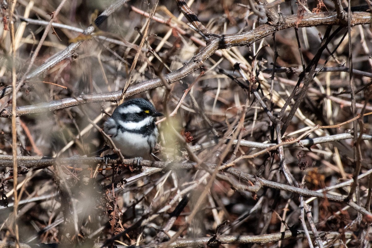 Black-throated Gray Warbler - ML614560903