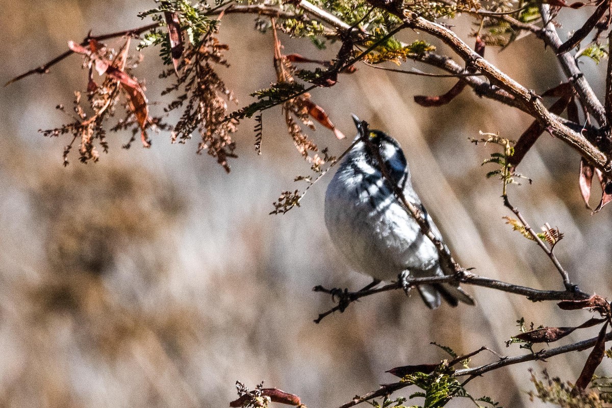 Black-throated Gray Warbler - ML614560904